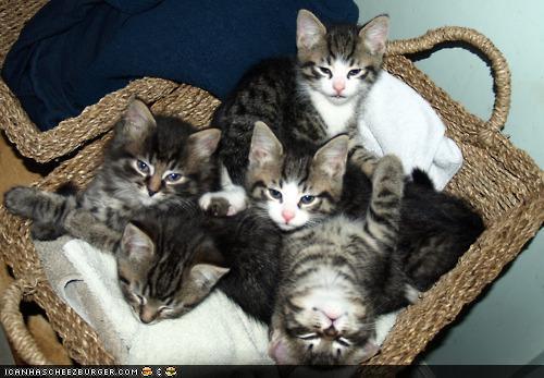 1355453995_gray_cats_in_basket.jpg