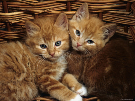 1355721825_jane-burton-domestic-cat-ginger-male-kittens-sitting-in-a-wicker-basket.jpg