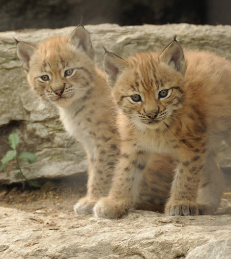 1355791051_2_eurasian_lynx.png