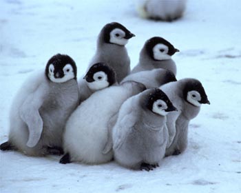 1355878940_cute-baby-penguin5.jpg