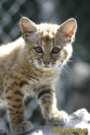 1355967050_1_bobcat_cub.jpg