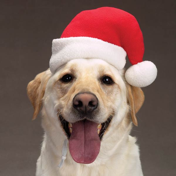 1356182008_dog-santa-hat-1.jpg