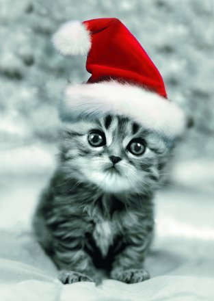 1356320049_christmas_kitten.jpg