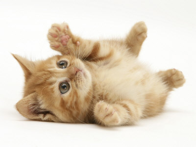 1356909556_burton-jane-ginger-domestic-kitten-felis-catus-rolling-on-back-playing.jpg