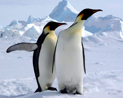 1357103000_2_penguins_a.jpg