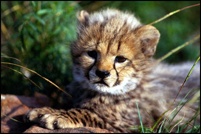 1357184301_baby-cheetah.jpg