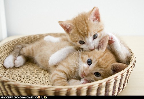 1357263325_2_kittens_in_basket_4.jpg