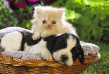 1357353192_kitten_and_puppy_in_basket.jpg