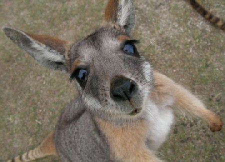 1357444606_cute-baby-kangaroo.jpg