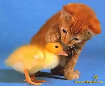 1357531508_kitten_and_duckling.jpg