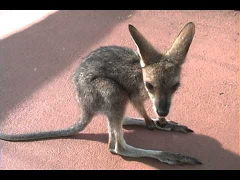 1357620223_1_baby_wallaby.jpg