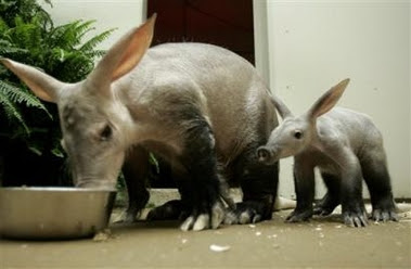 1357699128_baby_aardvark_with_mom.jpg