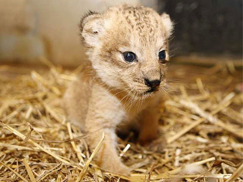 1357786835_lion_cub.png