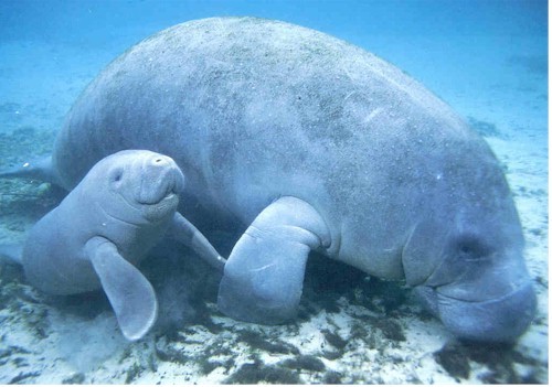 1358219108_mother_and_baby_manatees.jpg