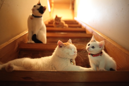 1358392104_4_kittens_on_stair.jpg