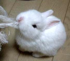 1358562547_so_cute_rabbit-1.jpg