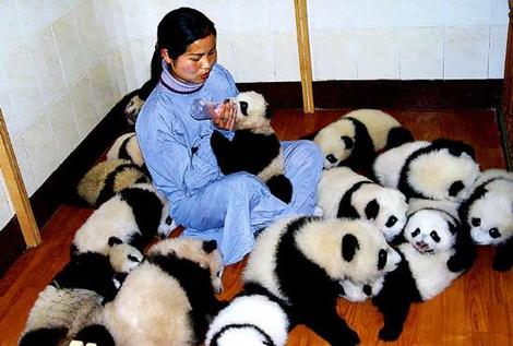 1358731000_baby_panda_feeding_time.jpg