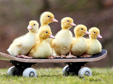 1358822488_6_ducklings_on_skateboard.jpg