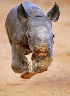 1358918692_baby_rhinoceros_running.jpg