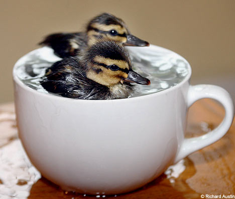 1358993484_cute_ducklings_funny_pic.jpg