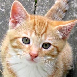 1359429035_ginger-kitten-face.jpg