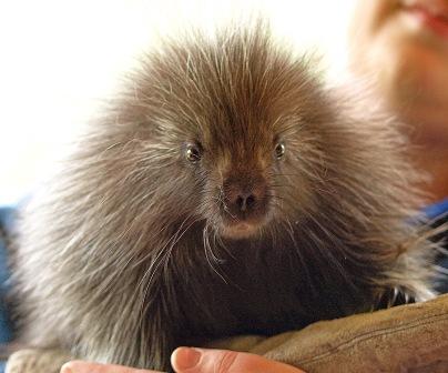 1360294340_baby_porcupine.jpg