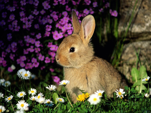 1360467910_rabbit-cute.jpg