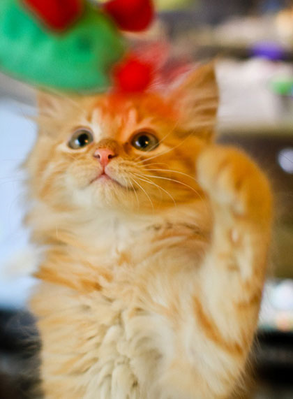 1360981333_ginger_kitten_and_toy_mouse.jpg