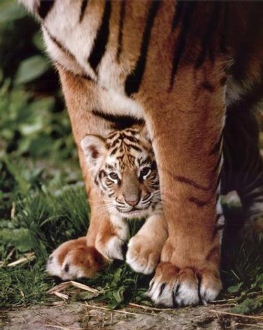 1361075565_tigercub.jpg