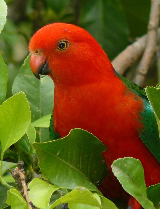 1361242976_australian-king-parrot-margaret-stockdale.jpg