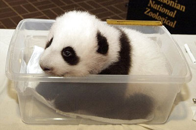 1361465655_cute_baby_panda_014.jpg