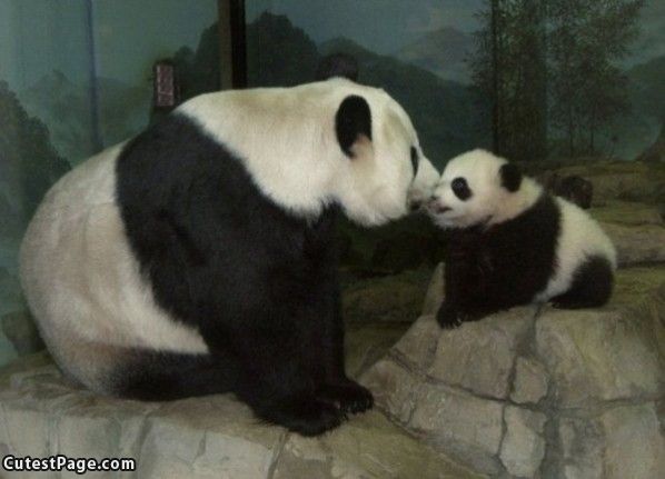 1361501628_cute_panda_kiss.jpg