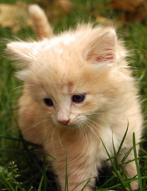 1361670537_ginger_kitten_in_field.jpg