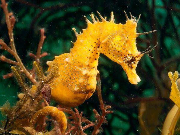 1361768478_seahorse_704_600x450.jpg