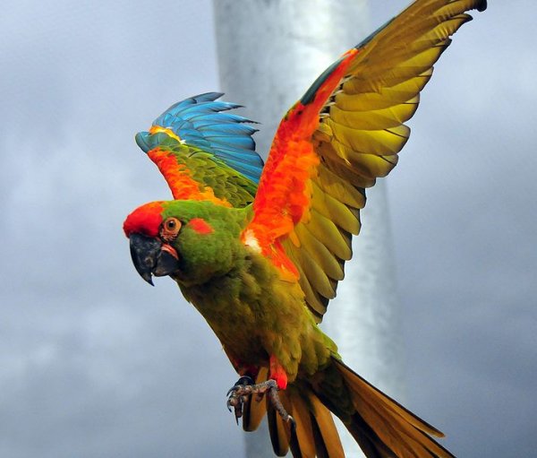 1361847686_red-fronted-macaw.jpg