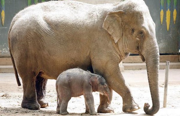 1362013323_baby-elephant_1406041i.jpg