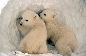 1362109248_2_baby_polar_bears.jpg