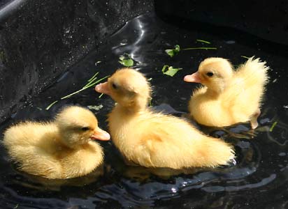 1362234962_call-ducklings.jpg