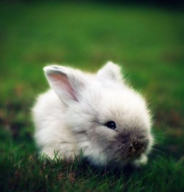 1362453024_tiny_baby_bunny-600x626.jpg