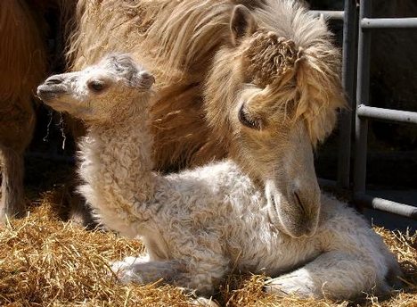 1362533713_baby-bactrian-camel-with-mother.jpg