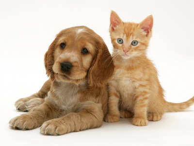 1362718868_burton-jane-golden-cocker-spaniel-puppy-with-ginger-kitten.jpg