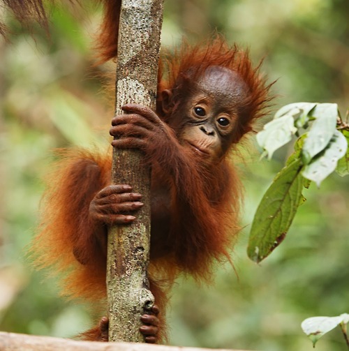 1362799595_baby_orangutan.jpg