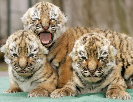 1363055336_cute_tigers_6.jpg