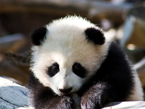 1363745310_cute-baby-panda-500x376.jpg