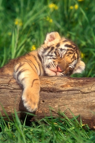 1364168628_sleepy_baby_tiger.jpg