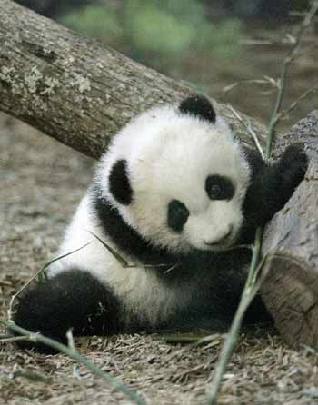 1364529151_cutest20panda20bear.jpg