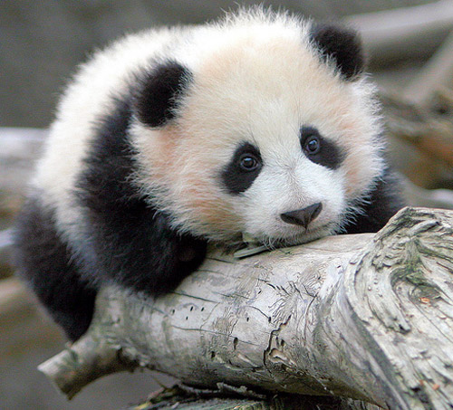 1364779163_cute_baby_panda_005.jpg