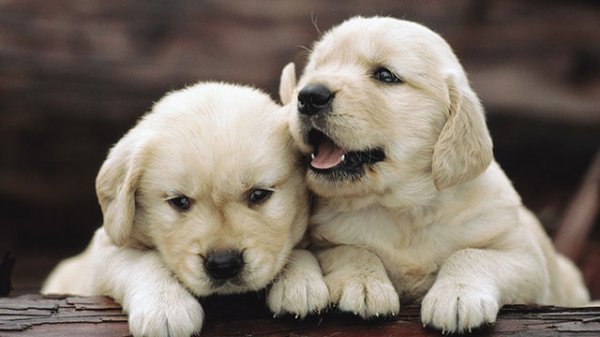 1364865438_2_white_puppies.jpg