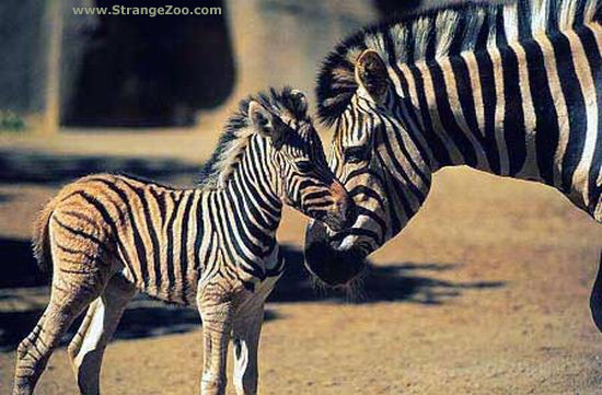 1365040990_2_zebras.jpg