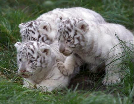 1365468075_3_baby_white_tigers.jpg